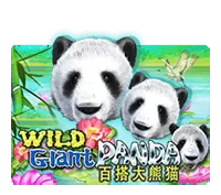 Wild Giant Panda